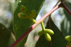 Eucalyptus rubida rubida