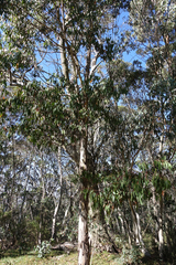 Eucalyptus rubida rubida