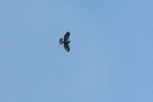 White-rumped Hawk (Parabuteo leucorrhous), photo 3