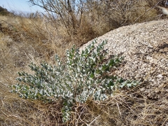Cirsium neomexicanum