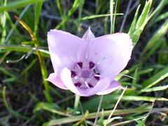 Calochortus uniflorus
