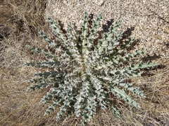 Cirsium neomexicanum