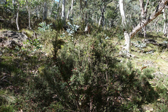 Acrothamnus hookeri