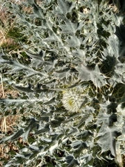 Cirsium neomexicanum