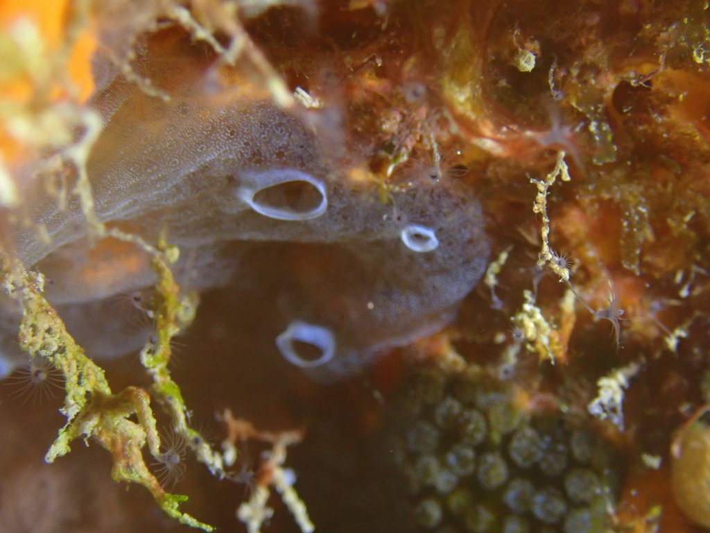 Gray encrusting compound tunicate