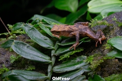 Hainan Flathead Toad photo 2