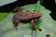 Hainan Flathead Toad photo 1