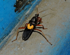 Ectomocoris