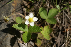 Fragaria orientalis