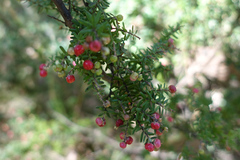Acrothamnus hookeri