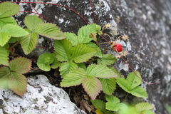 Fragaria orientalis