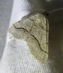 Digrammia continuata