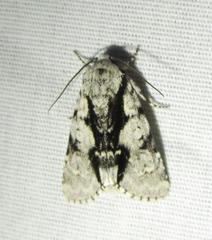 Acronicta funeralis