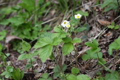 Fragaria orientalis