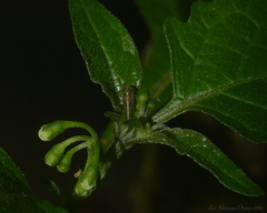 Agalliini