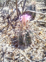Thelocactus bicolor