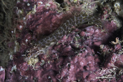 Laiphognathus longispinis