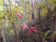 Euonymus macropterus