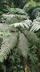 Pteris wallichiana