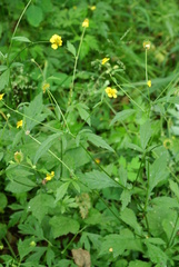 Geum japonicum