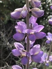 Lupinus excubitus