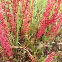 Rumex bucephalophorus