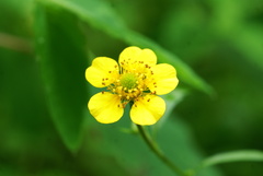 Geum japonicum