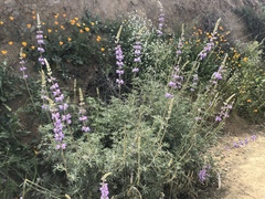 Lupinus excubitus
