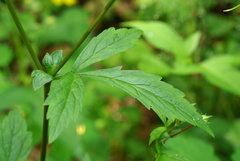 Geum japonicum