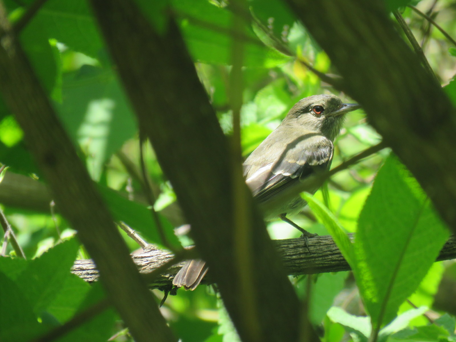 Plumbeous Tyrant (Knipolegus cabanisi), photo 10