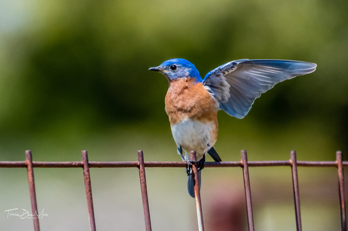 Eastern Bluebird, photo 9 of 9