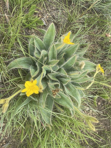 Hypoxis costata, photograph 3