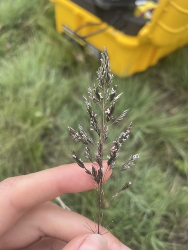 Olive Dropseed (Sporobolus centrifugus)