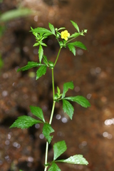 Geum japonicum