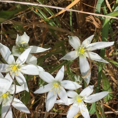 Ornithogalum umbellatum