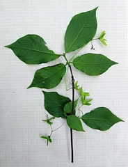 Euonymus macropterus