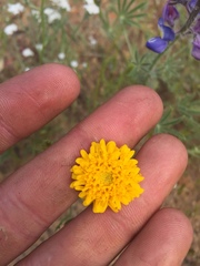 Chaenactis glabriuscula