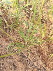 Chaenactis glabriuscula