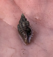 Paciocinebrina interfossa