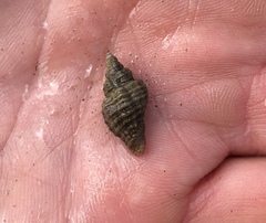 Paciocinebrina interfossa