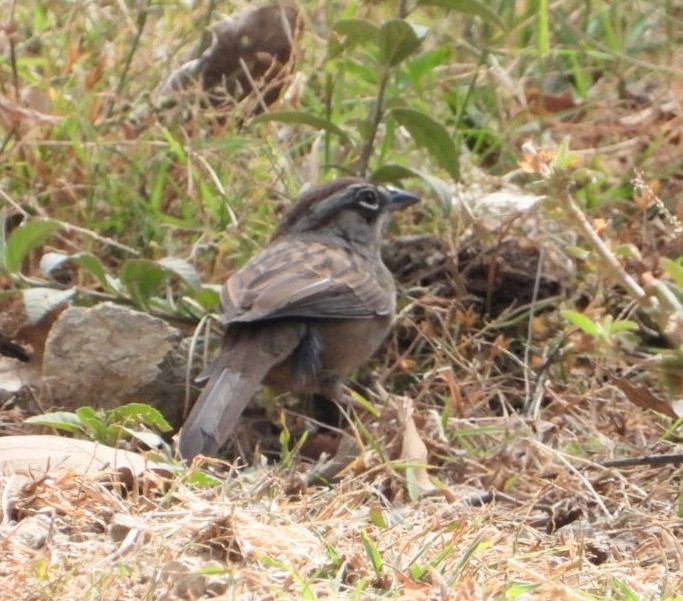Oaxaca Sparrow (Aimophila notosticta), photo 6