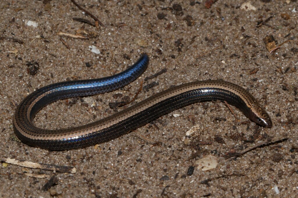 Bazaruto Island Burrowing Skink