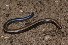 Bazaruto Island Burrowing Skink photo 1