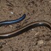 Bazaruto Island Burrowing Skink - Photo (c) cliffdorse, some rights reserved (CC BY-NC), uploaded by cliffdorse