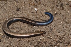 Bazaruto Island Burrowing Skink photo 2