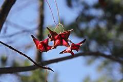 Euonymus macropterus