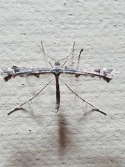 Amblyptilia
