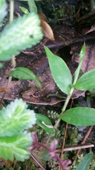 Pristimantis actites