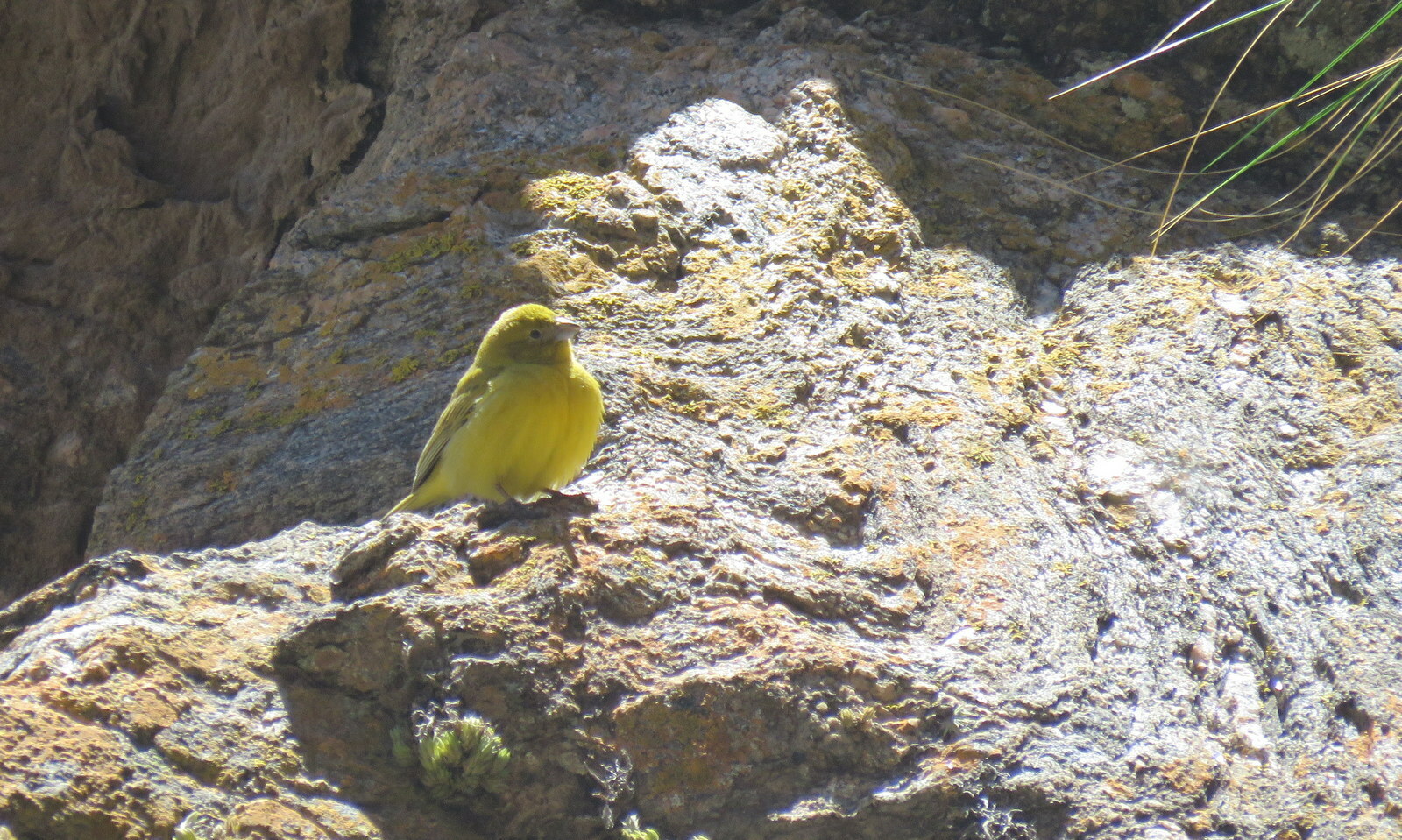 Monte Yellow Finch (Sicalis mendozae), photo 5
