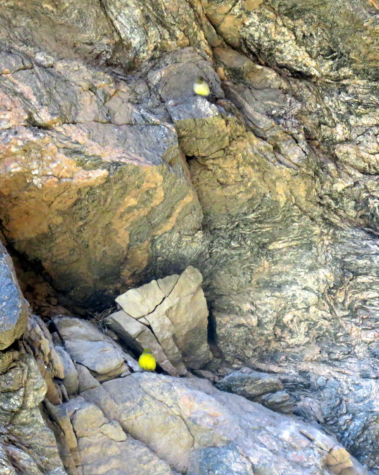 Monte Yellow Finch (Sicalis mendozae), photo 8